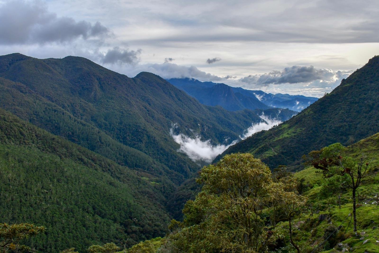 Ecosistemas (manizales) - All You Need To Know Before You Go