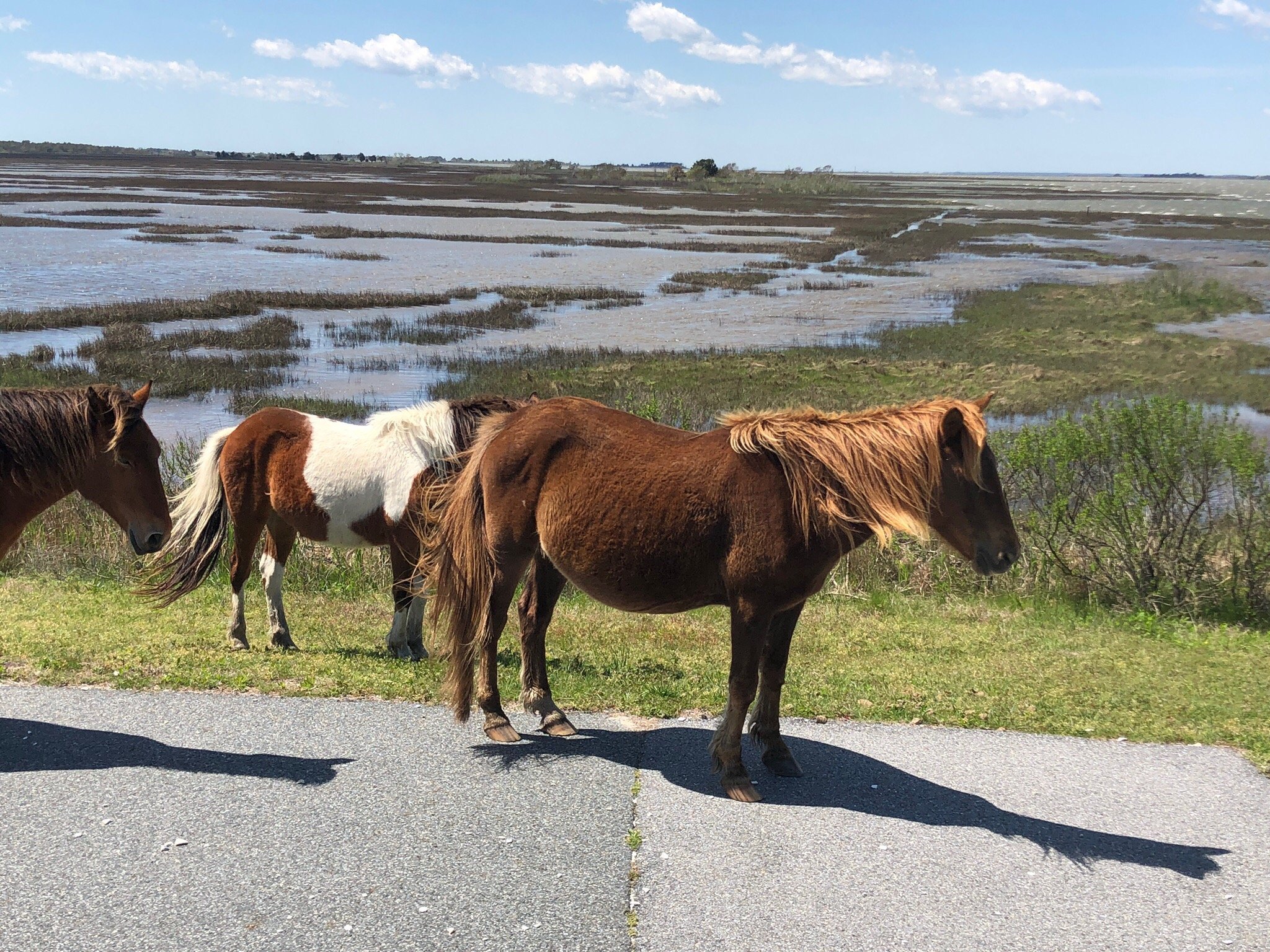 Assateague State Park Berlin MD Review Tripadvisor   Photo5jpg 