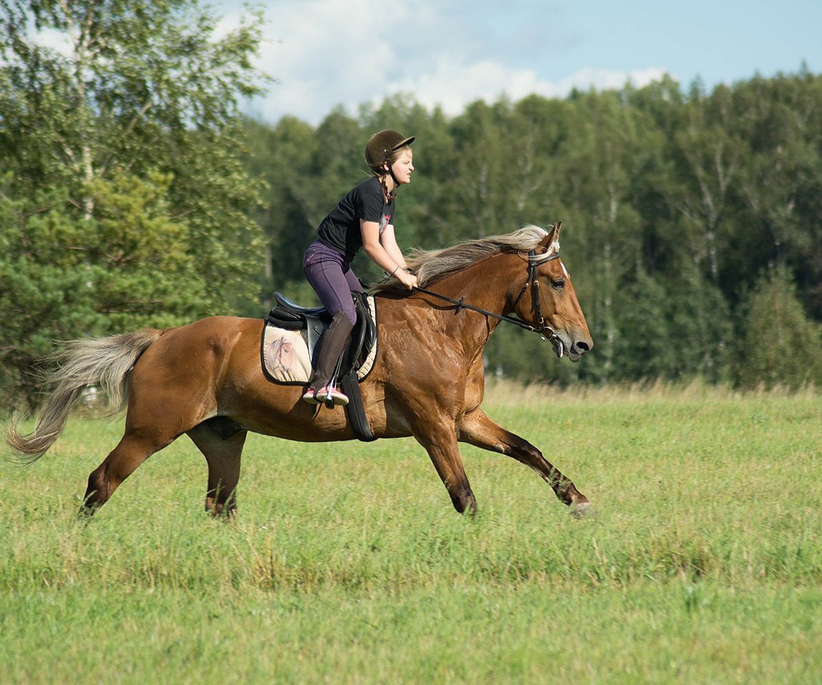 Конный Центр House Of Horses, Znamenskoe: лучшие советы перед посещением -  Tripadvisor