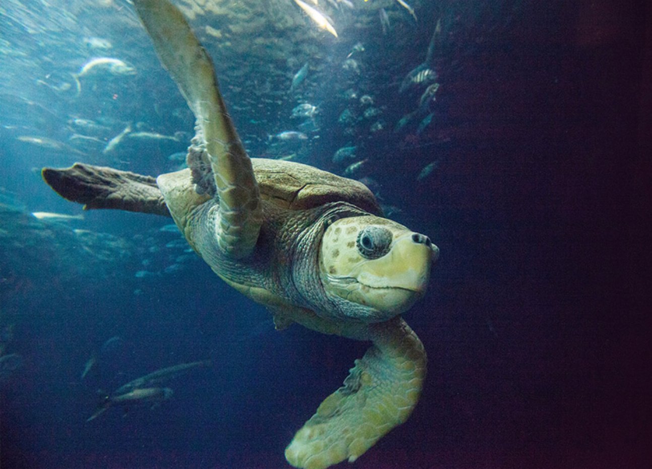 South Carolina Aquarium Charleston 2022 Qu Saber Antes De Ir Lo   Caretta The Star Of Our 