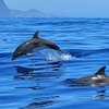 OceanSee - Whale & Dolphin watching