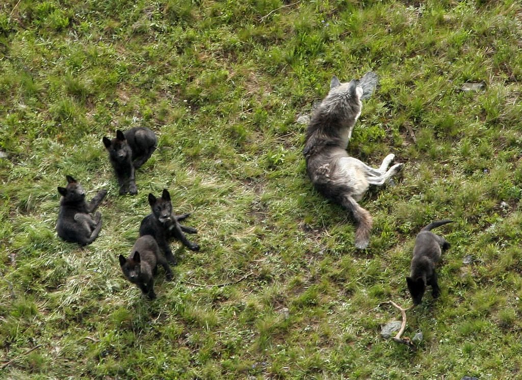 Yellowstone Lodging 101 - Yellowstone Forever