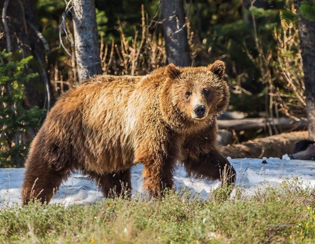 Yellowstone Forever (Gardiner) - All You Need to Know BEFORE You Go