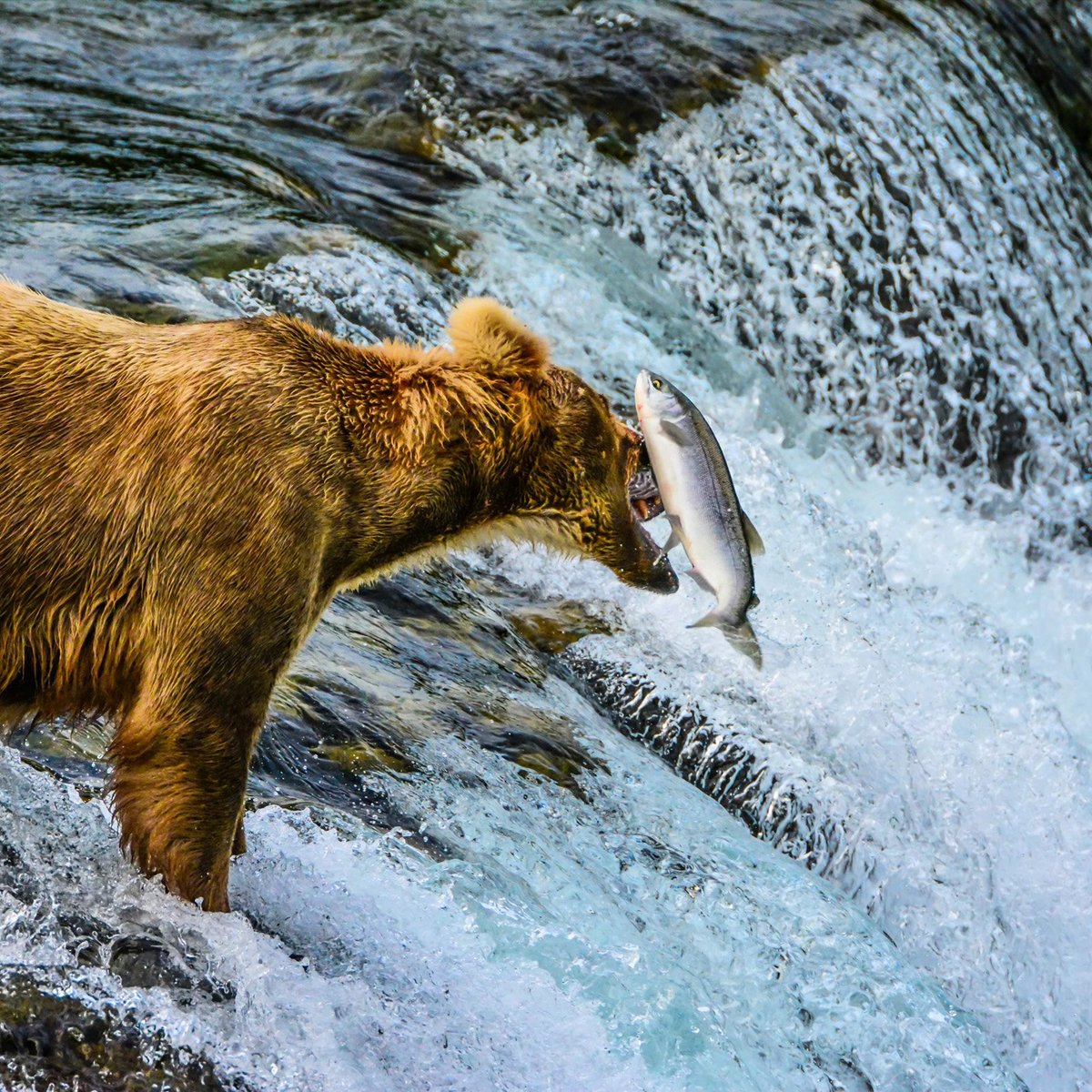 One of the oldest – and most beloved – bears at Katmai National Park  finally returns to Brooks Falls - Alaska Public Media