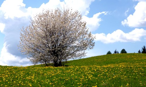 Dopo la nevicata  della settimana passata...esplode la primavera..