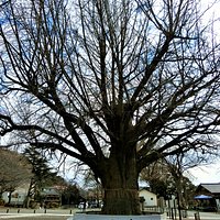 遊行寺 大銀杏~4
