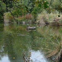 Russia Dock Woodland
