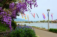 21年 蓮華寺池公園藤まつり 行く前に 見どころをチェック トリップアドバイザー