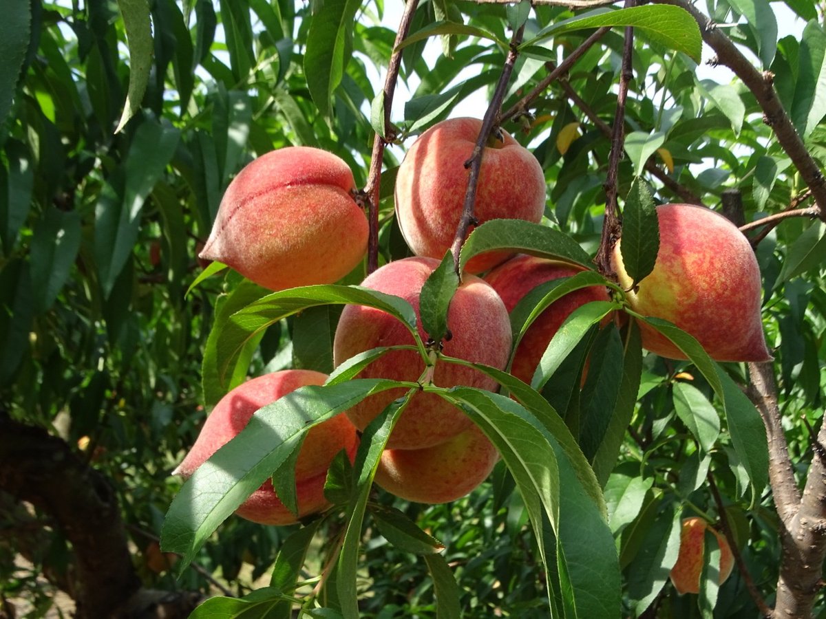 Your Guide to Choosing the Perfect Peach – Pearson Farm