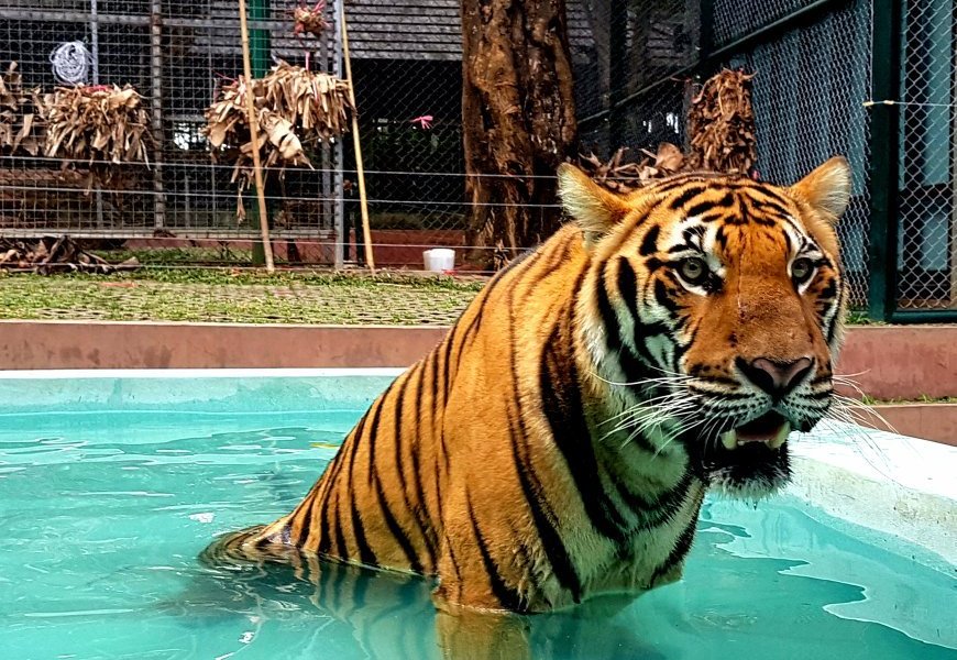Tiger Kingdom - Chiang Mai image