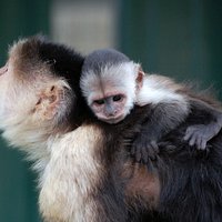 Lulu, the white throated capuchin and her baby Malou