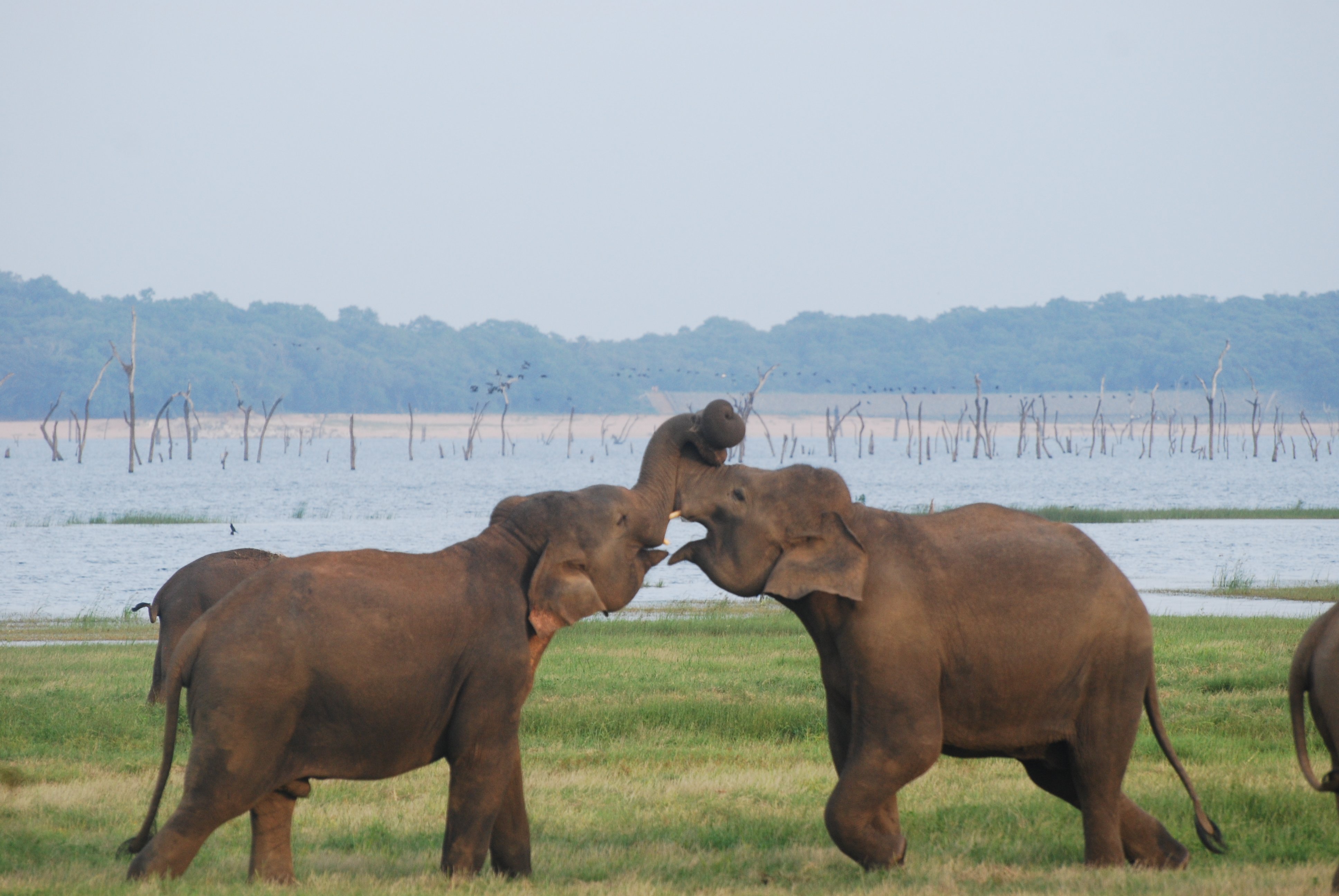 Udawalawe National Park - Lo Que Se Debe Saber Antes De Viajar ...