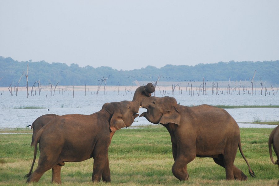 udawalawe national park safari timings