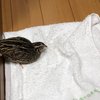 ひめちゃん