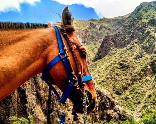 57 ideias de Cavalo  cavalos, cavalo, cavalos pintados