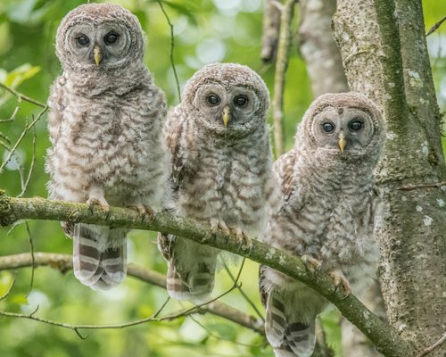 THE BEST Abbotsford Nature & Wildlife Tours (with Prices)