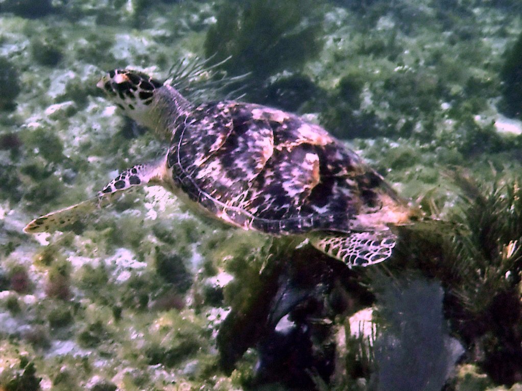 the snorkel shop playa del carmen