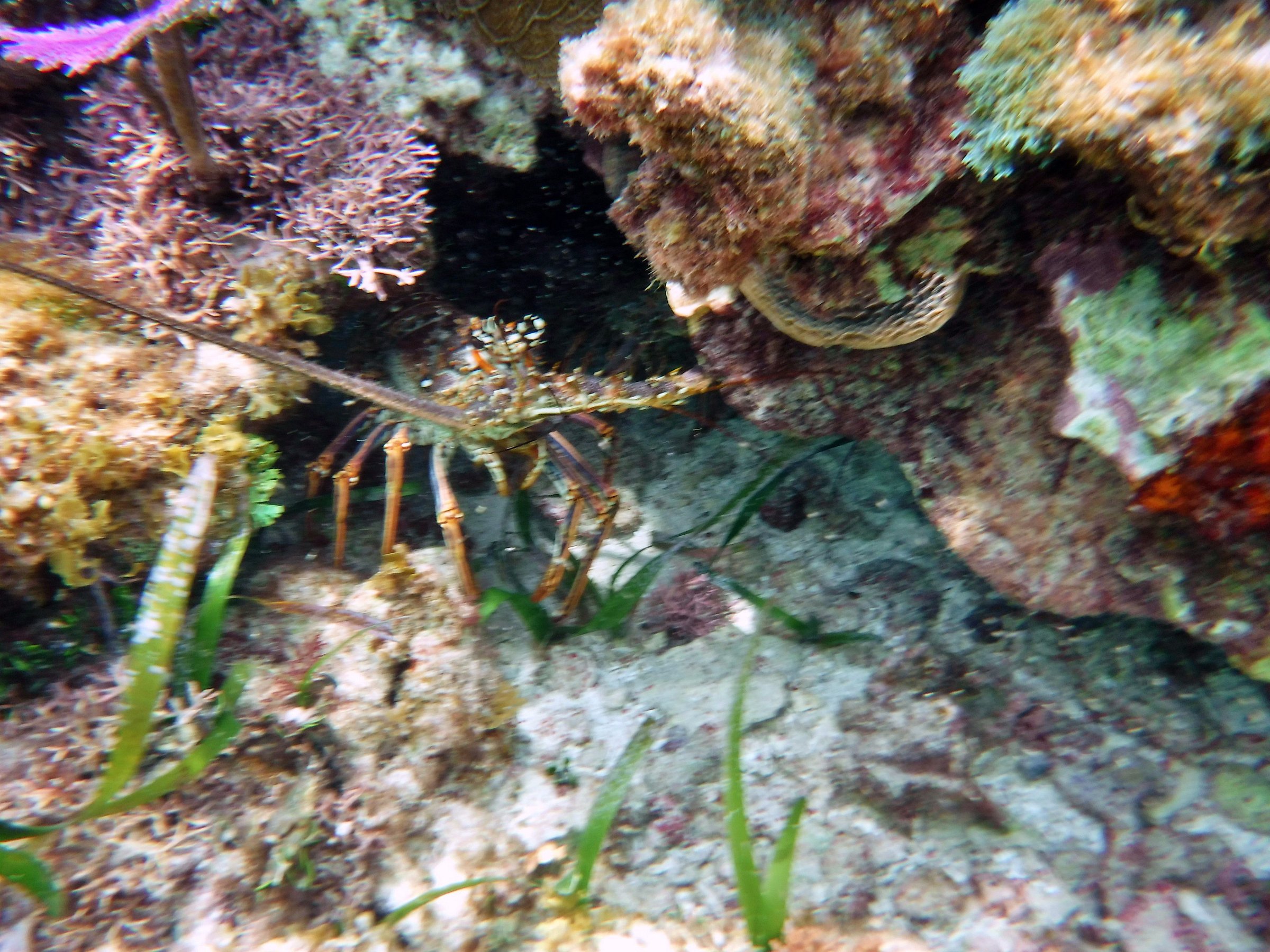 snorkel shop playa del carmen