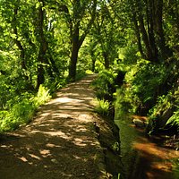 Leat in the Luxulyan Valley
