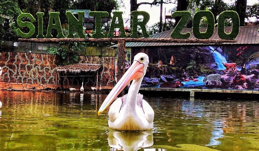 This bird seems to know how to pose in front of a camera....