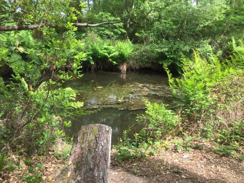 Gujan-Mestras : des jonquilles pour l'autisme dans les grandes surfaces