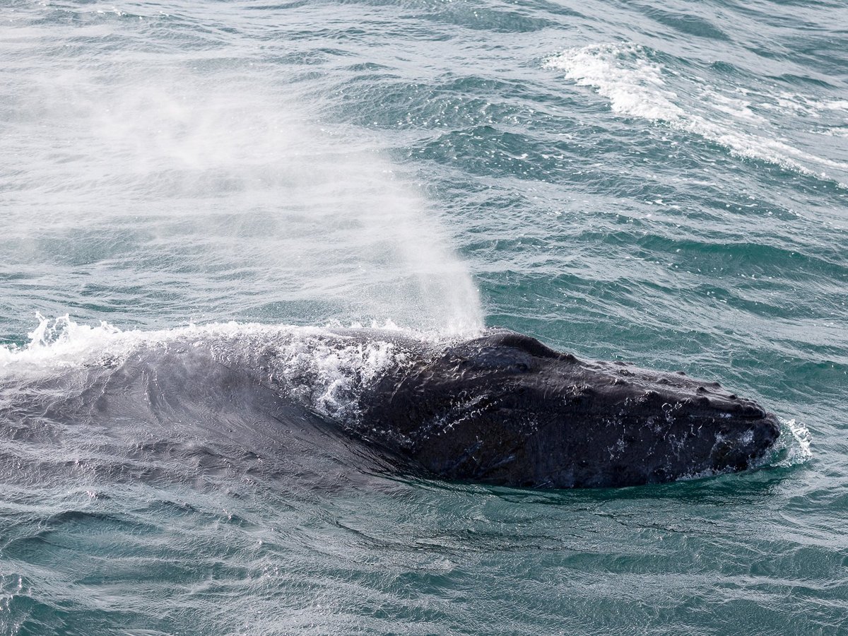 Reykjavik Sailors - All You Need to Know BEFORE You Go