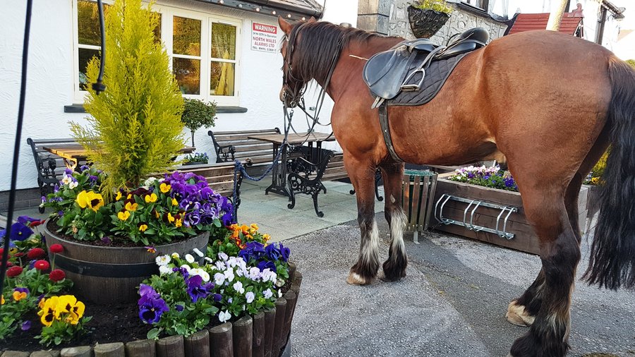Beautiful horse relaxing whilst rider enjoys a refreshment.