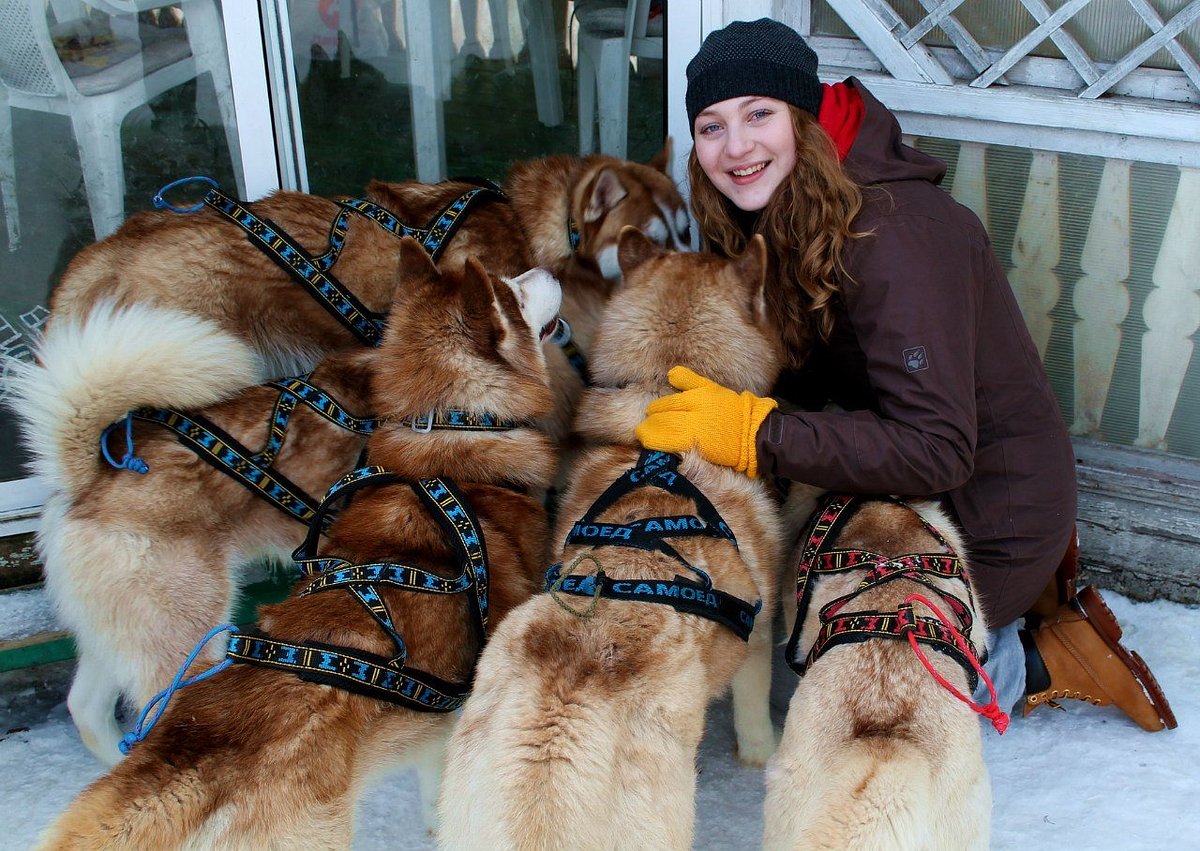 Питомник сибирских хаски Husky Evolution, Прилуки: лучшие советы перед  посещением - Tripadvisor