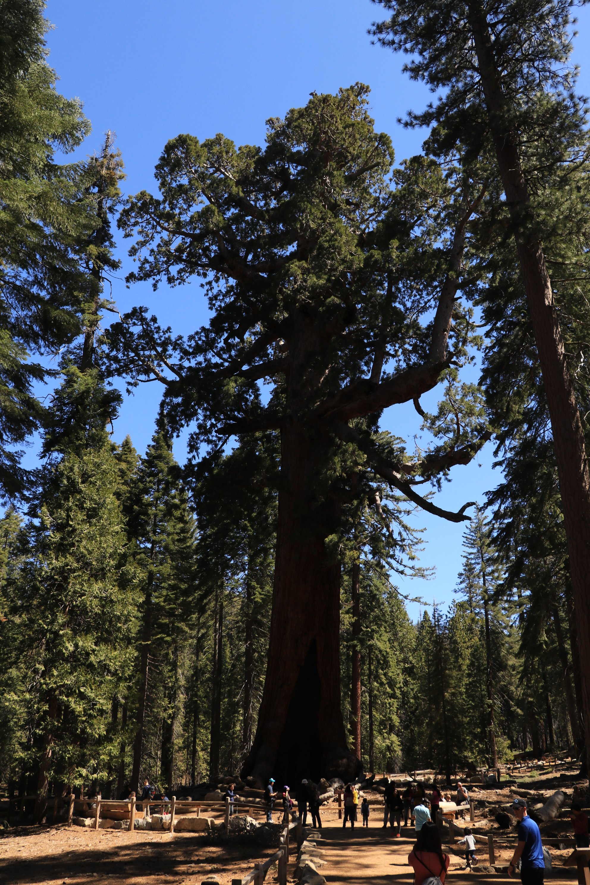 Grizzly giant shop loop trail