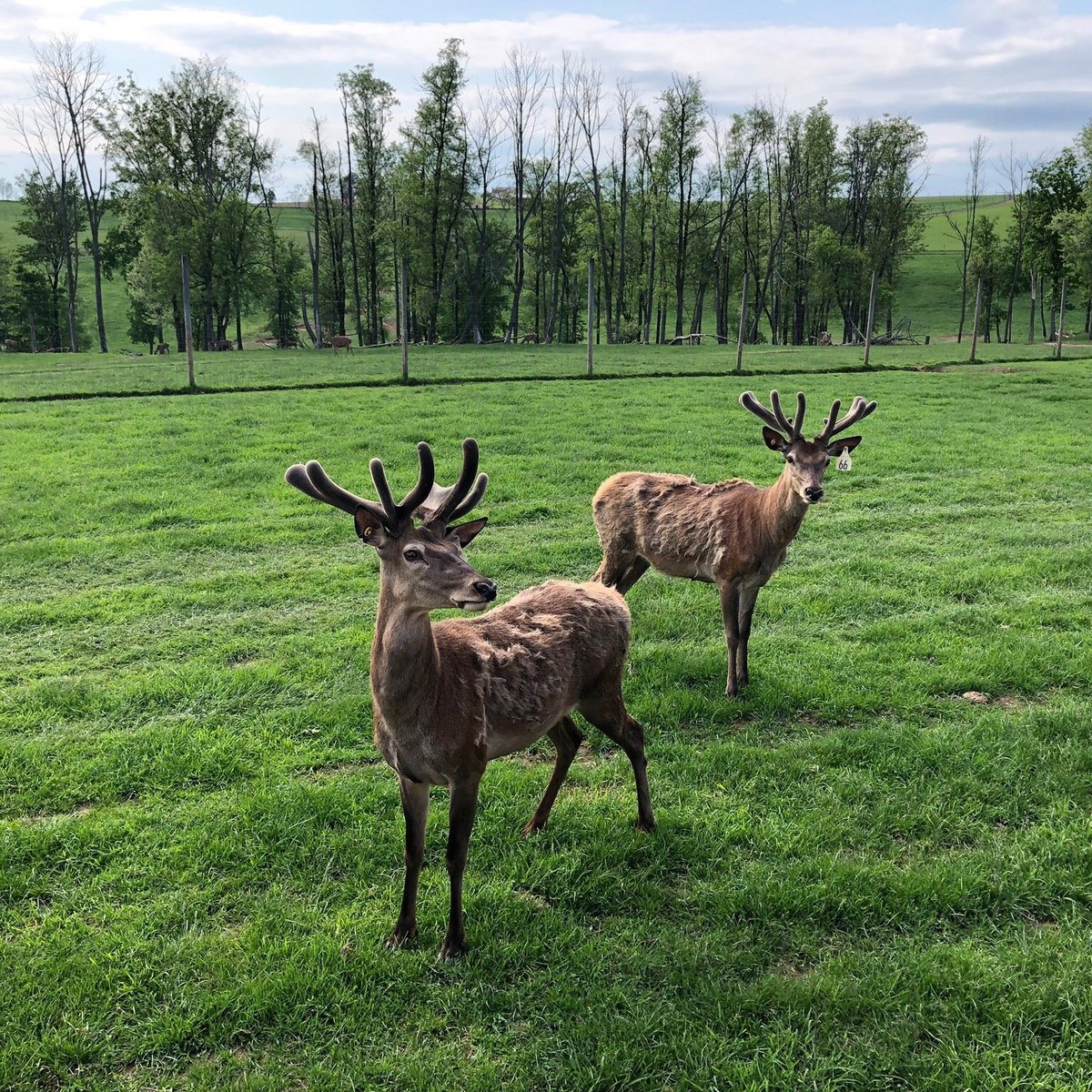 Red Deer at Rolling Hills Farm - All You Need to Know BEFORE You Go (2024)