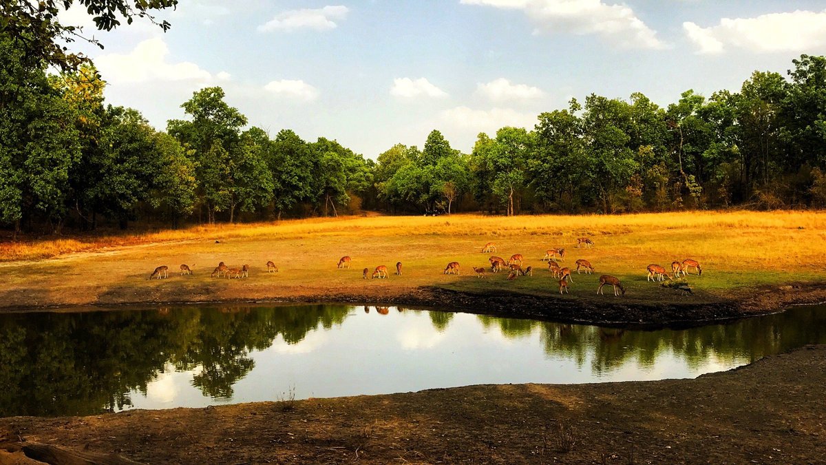 Top 15 Hotels Resorts Kanha National Park: Ultimate Luxury Retreats