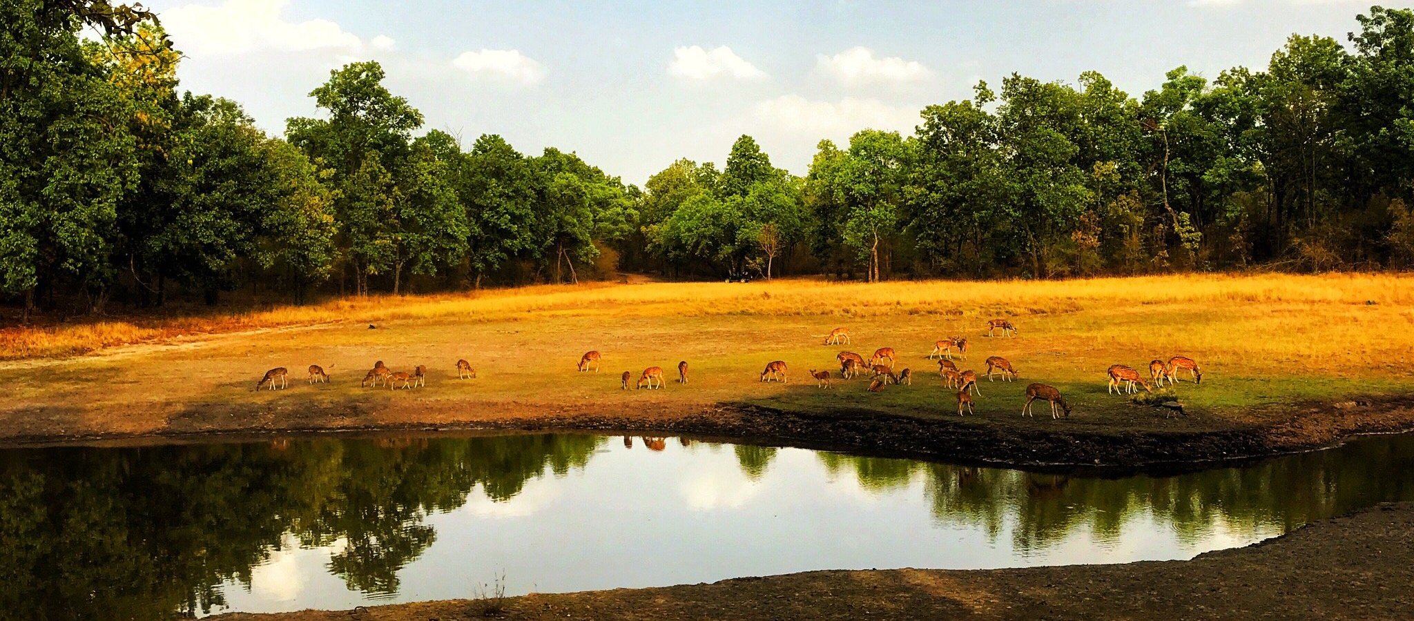 bandhavgarh-national-park-tourism-2024-best-of-bandhavgarh-national