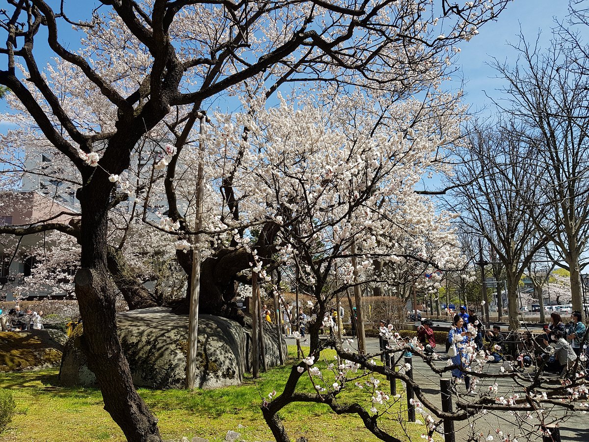 The 3 Great Cherry Trees of Japan — Travel Japan with Amnet