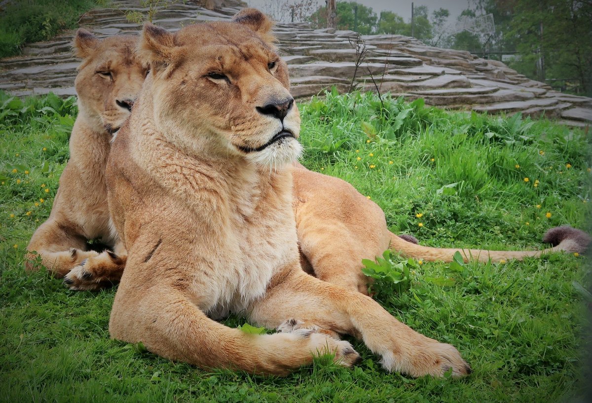 FIVE SISTERS ZOO: All You Need to Know BEFORE You Go (with Photos)