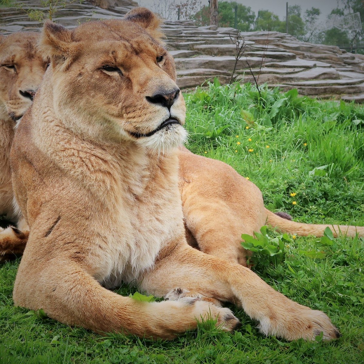 Five Sisters Zoo, West Calder: лучшие советы перед посещением - Tripadvisor