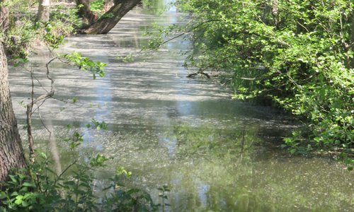 wetland