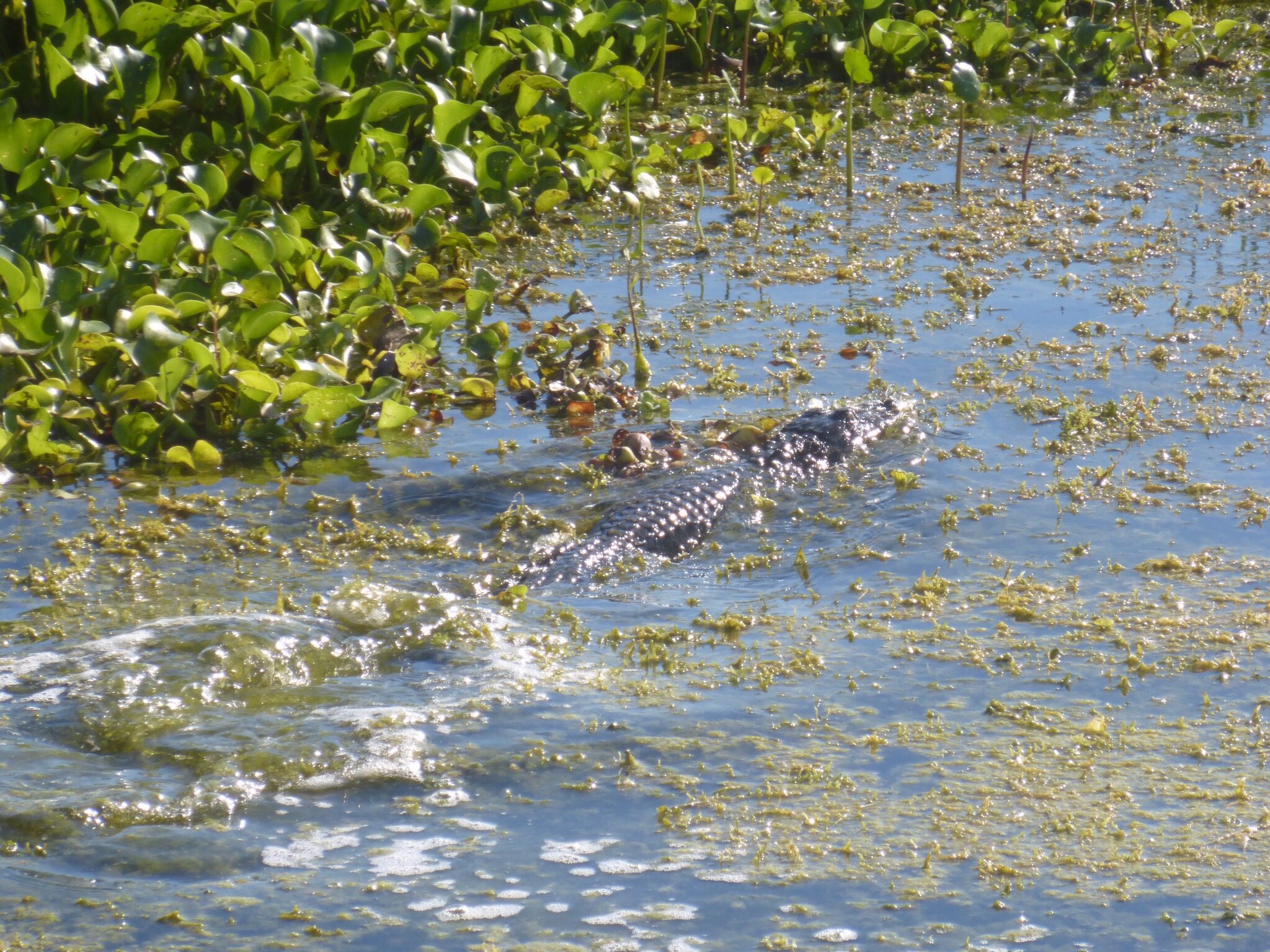 florida cracker airboat rides        
        <figure class=