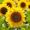 Sunflower_79 🌻
