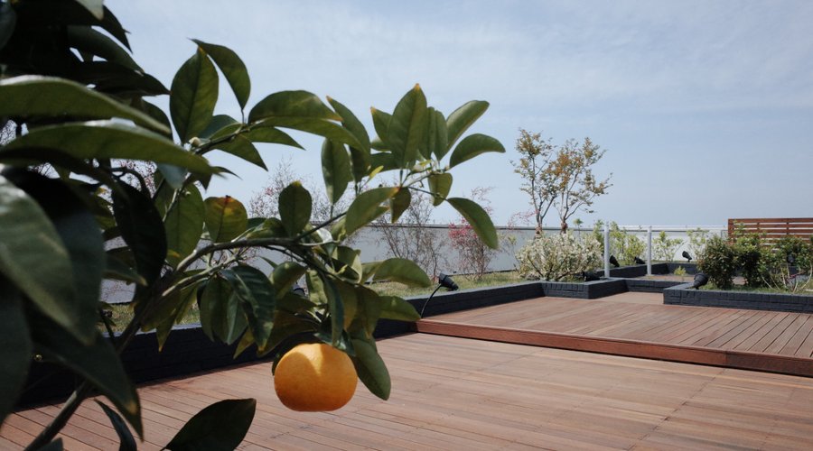 Rooftop Garden