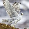 Alasmari