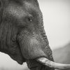 Inno Africa Safaris