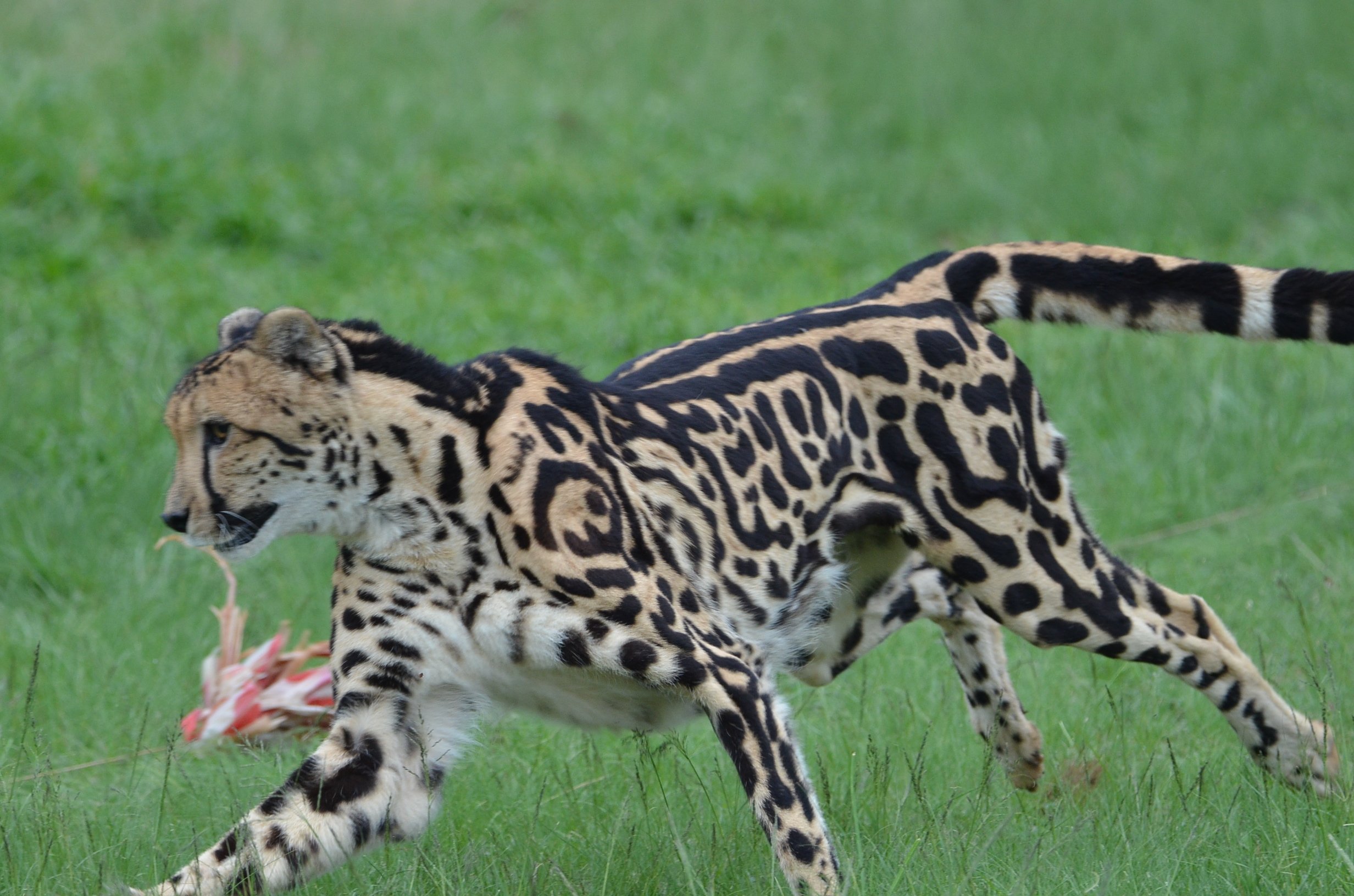 2025年 Ann van Dyk Cheetah Centre - 出発前に知っておくべき