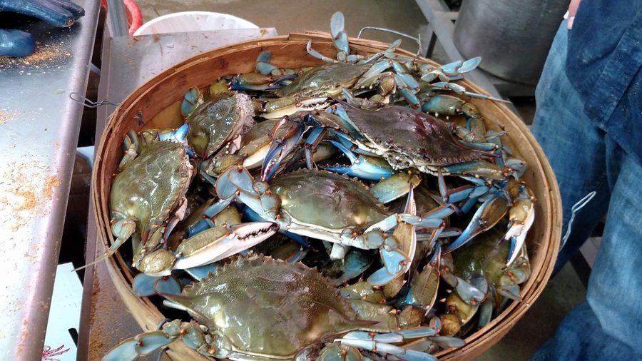 Chesapeake Bay Crabs