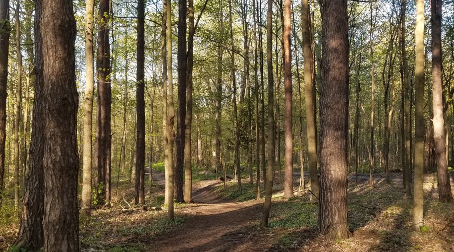 One of the main paths. Easy walking