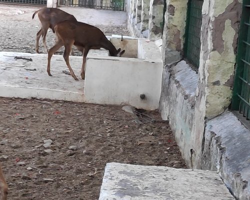 THE 5 BEST Tamil Nadu Zoos (with Photos) - Tripadvisor