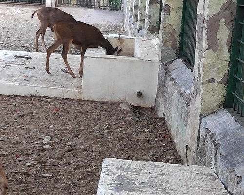 THE 5 BEST Tamil Nadu Zoos (with Photos) - Tripadvisor THE 5 BEST Tamil Nadu Zoos (with Photos) - Tripadvisor