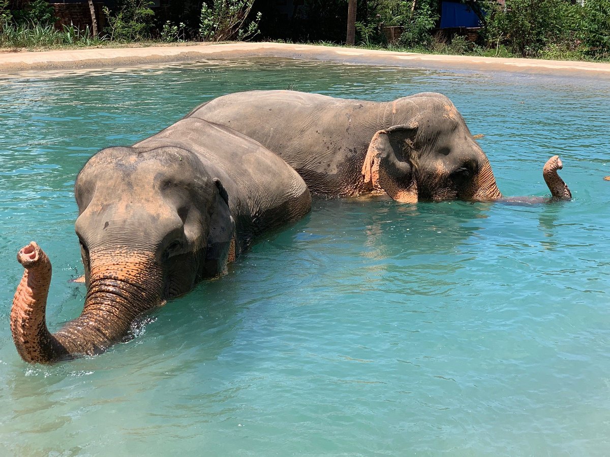 Samui Elephant Sanctuary, Бопхут: лучшие советы перед посещением -  Tripadvisor