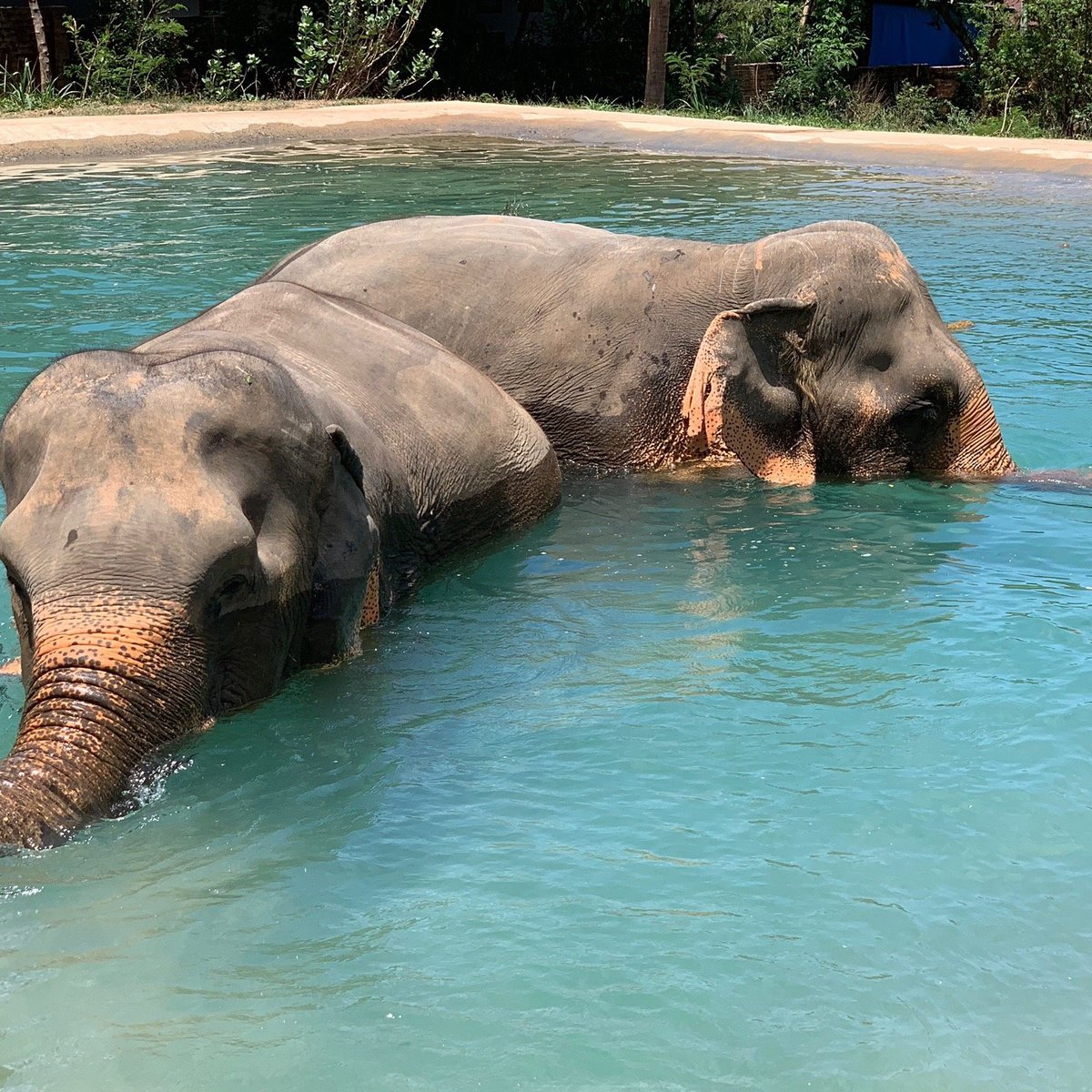 Samui Elephant Sanctuary, Бопхут: лучшие советы перед посещением -  Tripadvisor