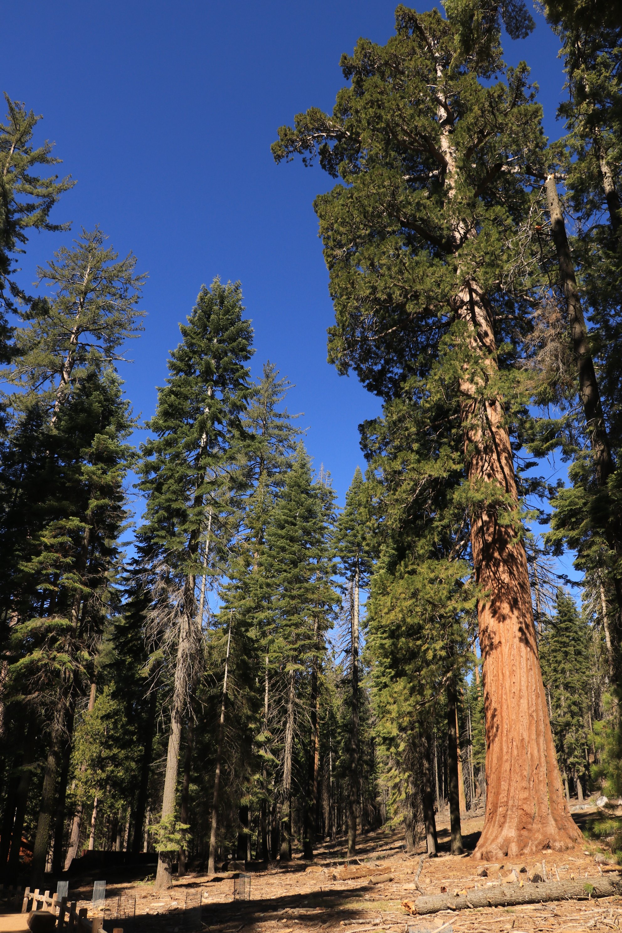 Big trees hotsell loop trail yosemite