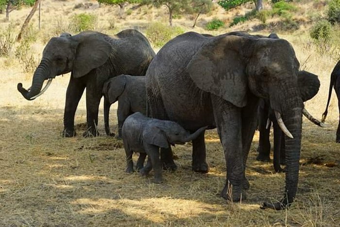 JOZI CAMP SITE - Campground Reviews (Mikumi National Park, Tanzania)